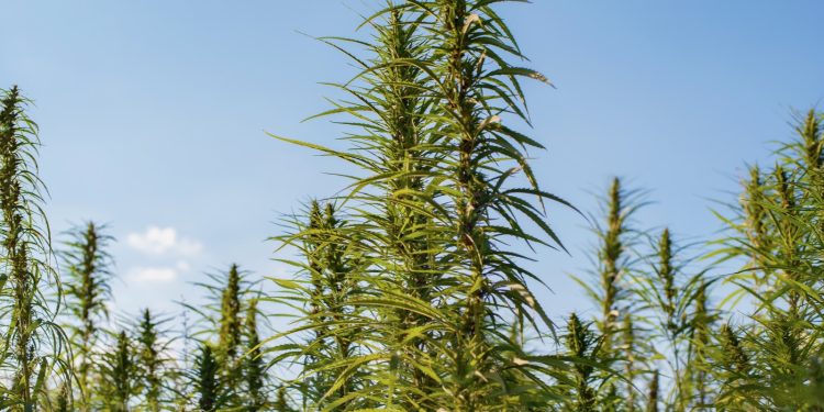 Industrial Hemp stalks on blue sky background