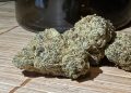 Medizinalcannabis Strain Review: avaay Signature 29/1 OGC – Ocean Grown Cookies