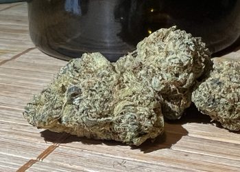 Medizinalcannabis Strain Review: avaay Signature 29/1 OGC – Ocean Grown Cookies