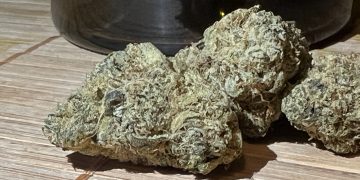 Medizinalcannabis Strain Review: avaay Signature 29/1 OGC – Ocean Grown Cookies