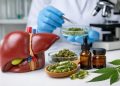 Cannabis bei Lebererkrankungen: Was aktuelle Studien zeigen