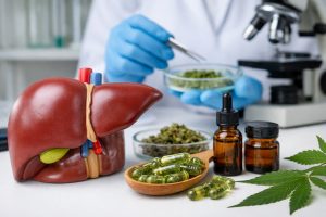 Cannabis bei Lebererkrankungen: Was aktuelle Studien zeigen