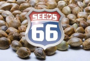Seeds66: แบรนด์ที่มีระบบ – การอธิบายพันธุกรรมที่เข้าใจง่าย