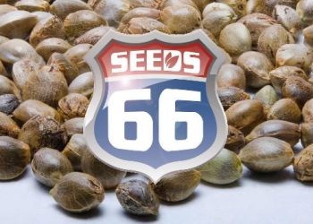 Seeds66: Die Marke mit System – Genetik verständlich erklärt