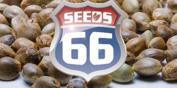 Seeds66: Die Marke mit System – Genetik verständlich erklärt