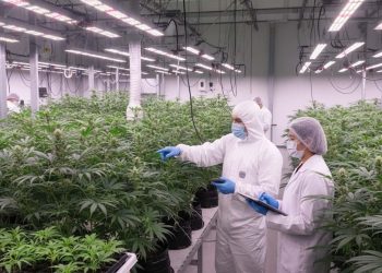 Cannabisblüten zu billig? Preiskampf unter Telekliniken