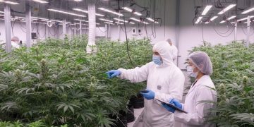 Cannabisblüten zu billig? Preiskampf unter Telekliniken