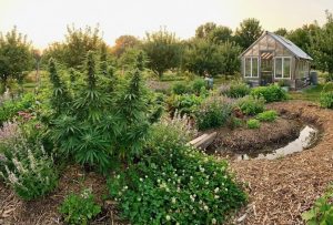 Yüksek Kalite Permakültür Aracılığıyla: Cannabis Doğayla Uyum İçinde