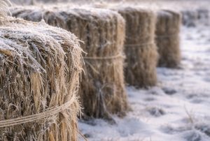 Hanf im Frost – Winterruhe einer alten Kulturpflanze