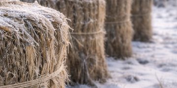 Hanf im Frost – Winterruhe einer alten Kulturpflanze