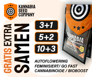 Hanf_-Magazine_Display_300x250_v3