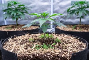 Nachhaltiger Cannabis-Anbau: Homegrow ökologisch und kosteneffizient optimiert