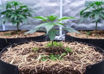 Nachhaltiger Cannabis-Anbau: Homegrow ökologisch und kosteneffizient optimiert