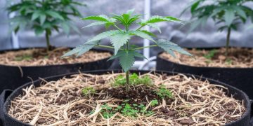 Nachhaltiger Cannabis-Anbau: Homegrow ökologisch und kosteneffizient optimiert