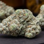 Medizinalcannabis Strain Review: Cannamedical Sativa ultra NM - Polar Cookies