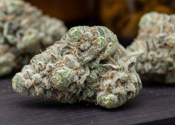 Medizinalcannabis Strain Review: Cannamedical Sativa ultra NM – Polar Cookies