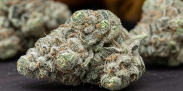 Medizinalcannabis Strain Review: Cannamedical Sativa ultra NM – Polar Cookies