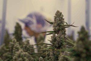 Ertrags-Revolution im Growroom: Wie F1-Hybride die 1,8-Kilo-Marke knackten