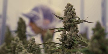 Ertrags-Revolution im Growroom: Wie F1-Hybride die 1,8-Kilo-Marke knackten