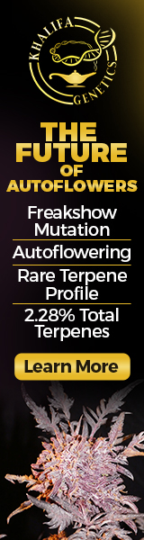 160x600-Hanf-Magazin-2026