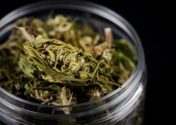 Rekordjagd am Cannabismarkt: Deutschland knackt die 200-Tonnen-Marke!