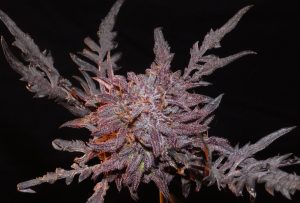 Tarnung in Rekordzeit: Die Evolution der Frosty’s Auto Freak