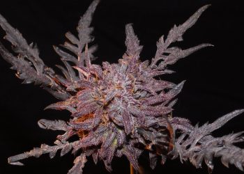 Frosty’s Auto Freak