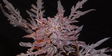 Frosty’s Auto Freak