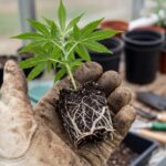Anbau mit Cannabis Stecklingen: Warum Ganja Farmer auf genetisch identische Pflanzen setzt