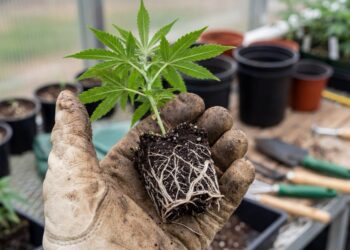 Anbau mit Cannabis Stecklingen: Warum Ganja Farmer auf genetisch identische Pflanzen setzt
