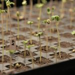 Greenkeepers Leipzig und die Suche nach dem perfekten Phänotyp 2025