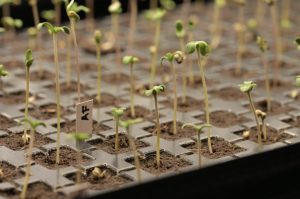 Greenkeepers Leipzig und die Suche nach dem perfekten Phänotyp 2025