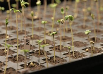 Greenkeepers Leipzig und die Suche nach dem perfekten Phänotyp 2025