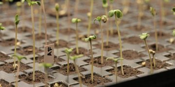 Greenkeepers Leipzig und die Suche nach dem perfekten Phänotyp 2025