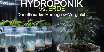 Hydroponik vs. Erde: Was ist besser für den Homegrow?