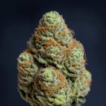 Luana 20/1 GSC: Die süße Balance der Girl Scout Cookies