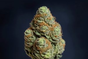 Luana 20/1 GSC: Die süße Balance der Girl Scout Cookies