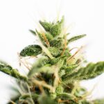 Medizinisches Cannabis in Deutschland: Der komplette Patientenguide 2026