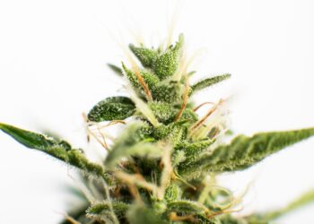 Amsterdam dreht Touristen den Joint ab: Das Coffeeshop-Verbot kehrt zurück