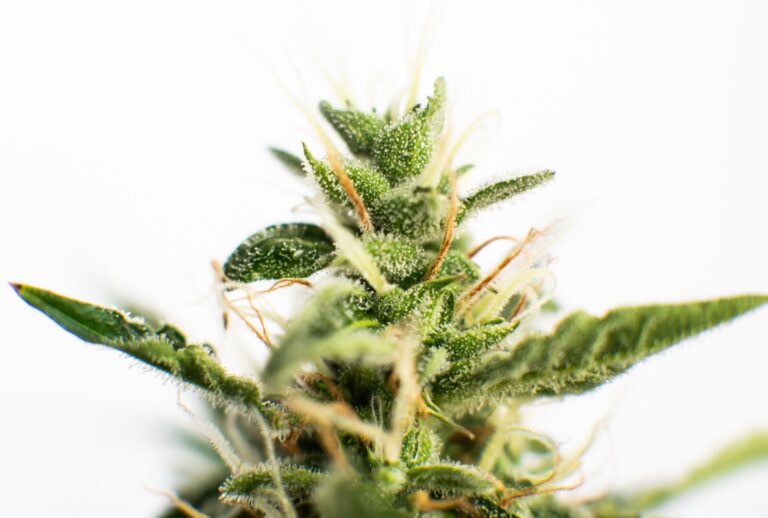 Medizinisches Cannabis in Deutschland: Der komplette Patientenguide 2026