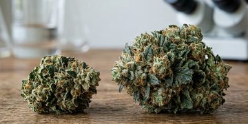 Ertragswunder Polyploidie: Wie Triploide den Markt verändern