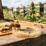 Summendes Heilkraut: Studie beweist Wirksamkeit von Hanf bei Honigbienen