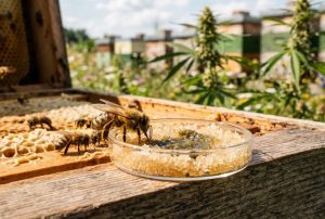Summendes Heilkraut: Studie beweist Wirksamkeit von Hanf bei Honigbienen