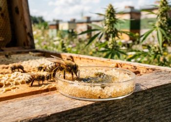 Summendes Heilkraut: Studie beweist Wirksamkeit von Hanf bei Honigbienen