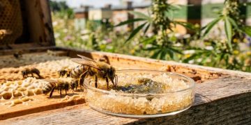 Summendes Heilkraut: Studie beweist Wirksamkeit von Hanf bei Honigbienen