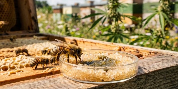 Studie beweist Wirksamkeit von Hanf bei Honigbienen