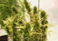 Homegrow Kosten 2026: Was kostet der eigene Cannabis-Anbau?
