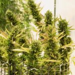 Homegrow Kosten 2026: Was kostet der eigene Cannabis-Anbau?