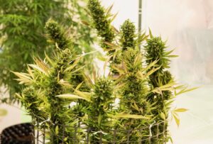 Homegrow Kosten 2026: Was kostet der eigene Cannabis-Anbau?