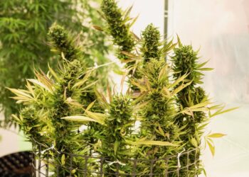 Homegrow Kosten 2026: Was kostet der eigene Cannabis-Anbau?